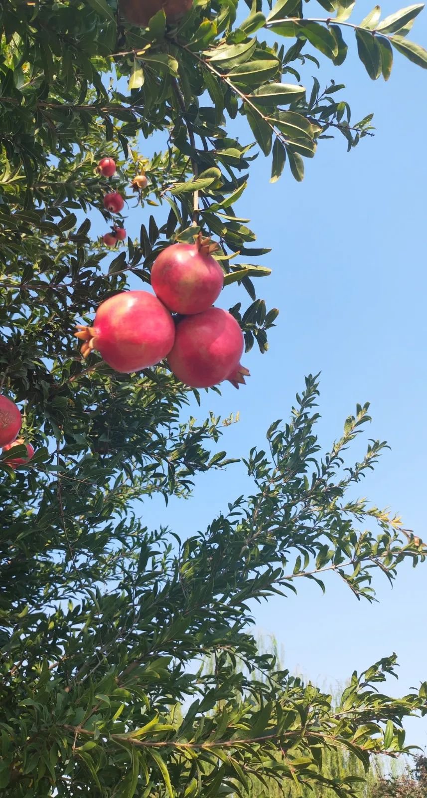 ng������Ϸ��(�й���)�ٷ���վ